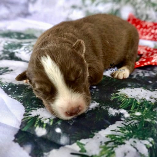 AKC Dr. Cristina Yang 4